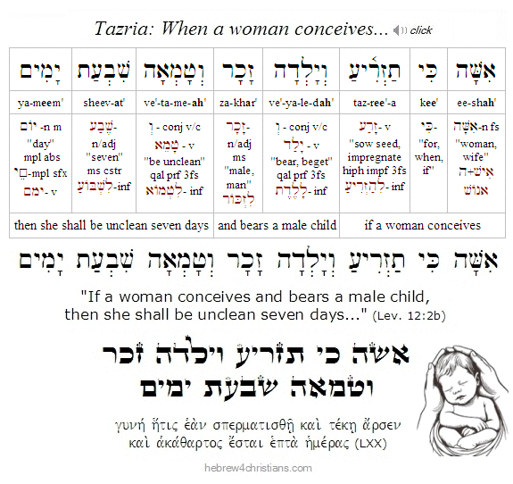 Lev. 12:2 Tazria Hebrew Lesson